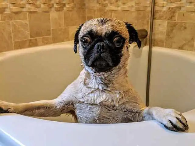 dog bathing